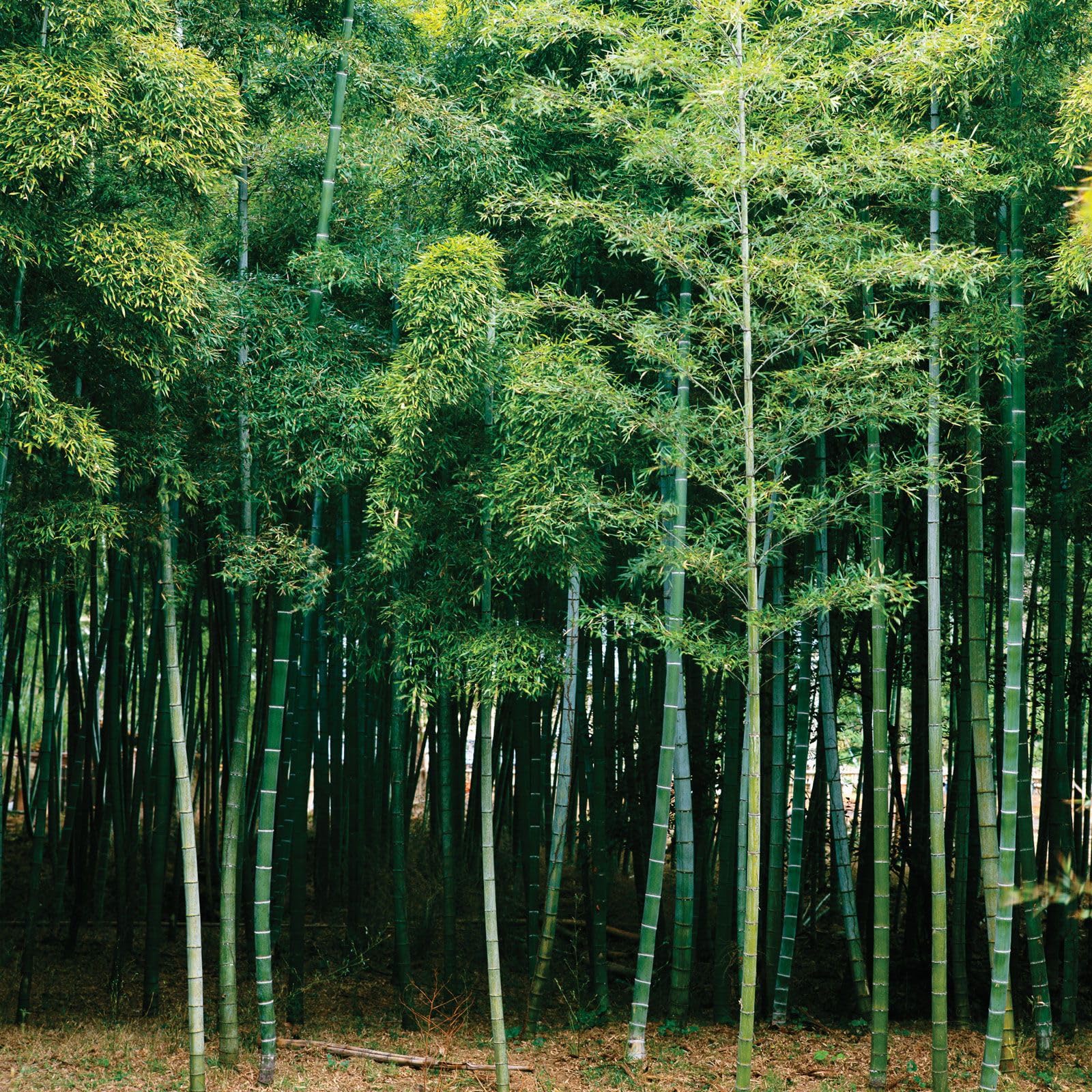 Bamboo tree seeds for farming || Farming seeds for bamboo tree || 60 seeds (B0CQZW5PNS) Amazon Price History, Amazon Price Tracker