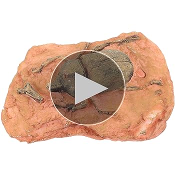 カブトムシ 化石 古生物学 標本 おもちゃ 石 教育 小道具 コレクション カブトムシ 化石 古生物学 標本 おもちゃ 石 教育 小道具