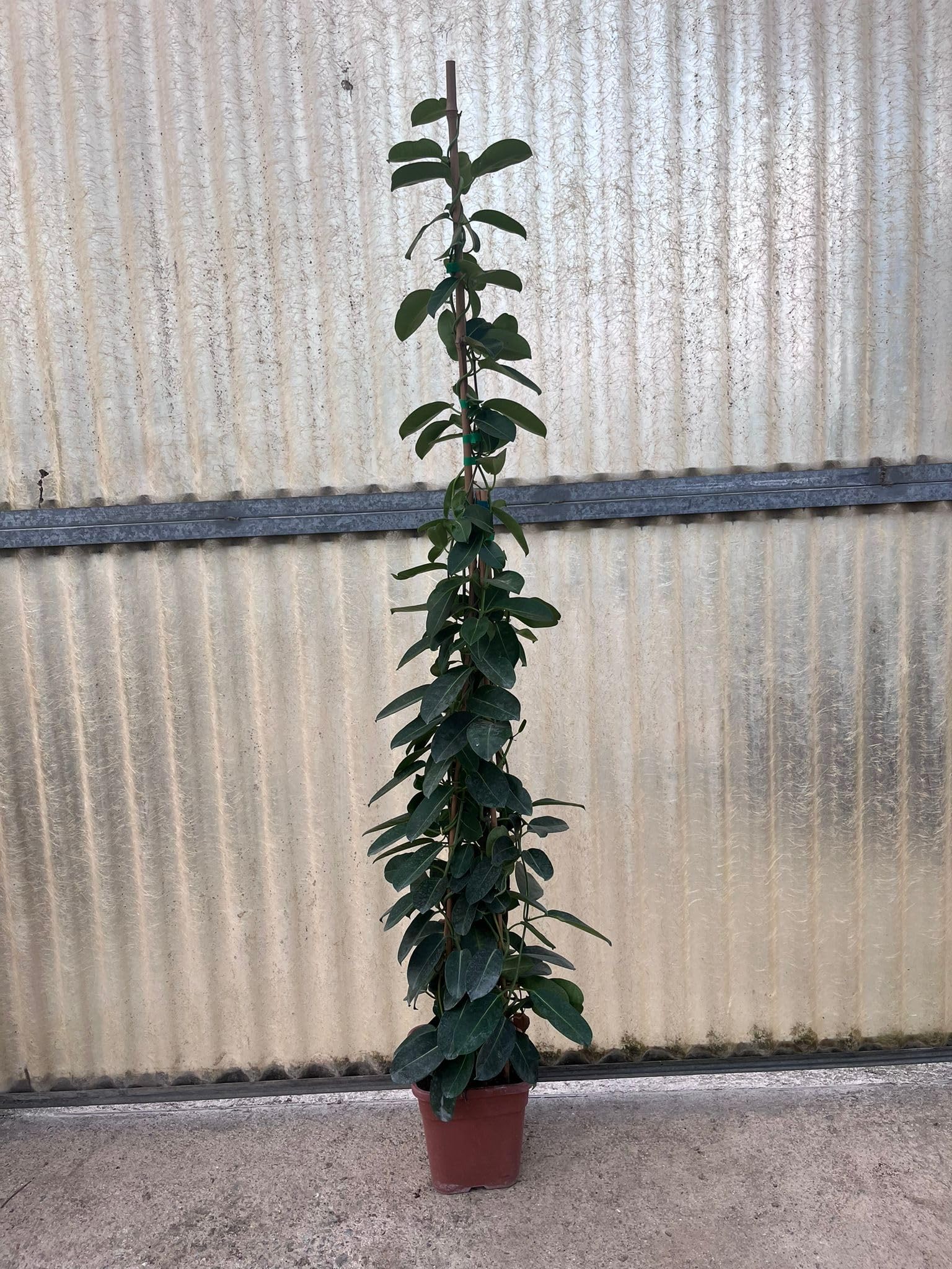 Gelsomino Stephanotis, Gelsomino del Madagascar, Pianta Piramidale H150cm, Fiore bianco Profumato.