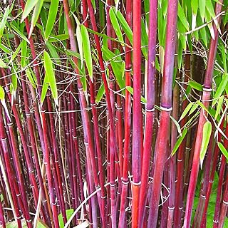 Fargesia Bamboo Hardy Outdoor Ornamental Flowering Garden Evergreen Pot Plants (Asian Wonder) (30-40cm (Incl. Pot))