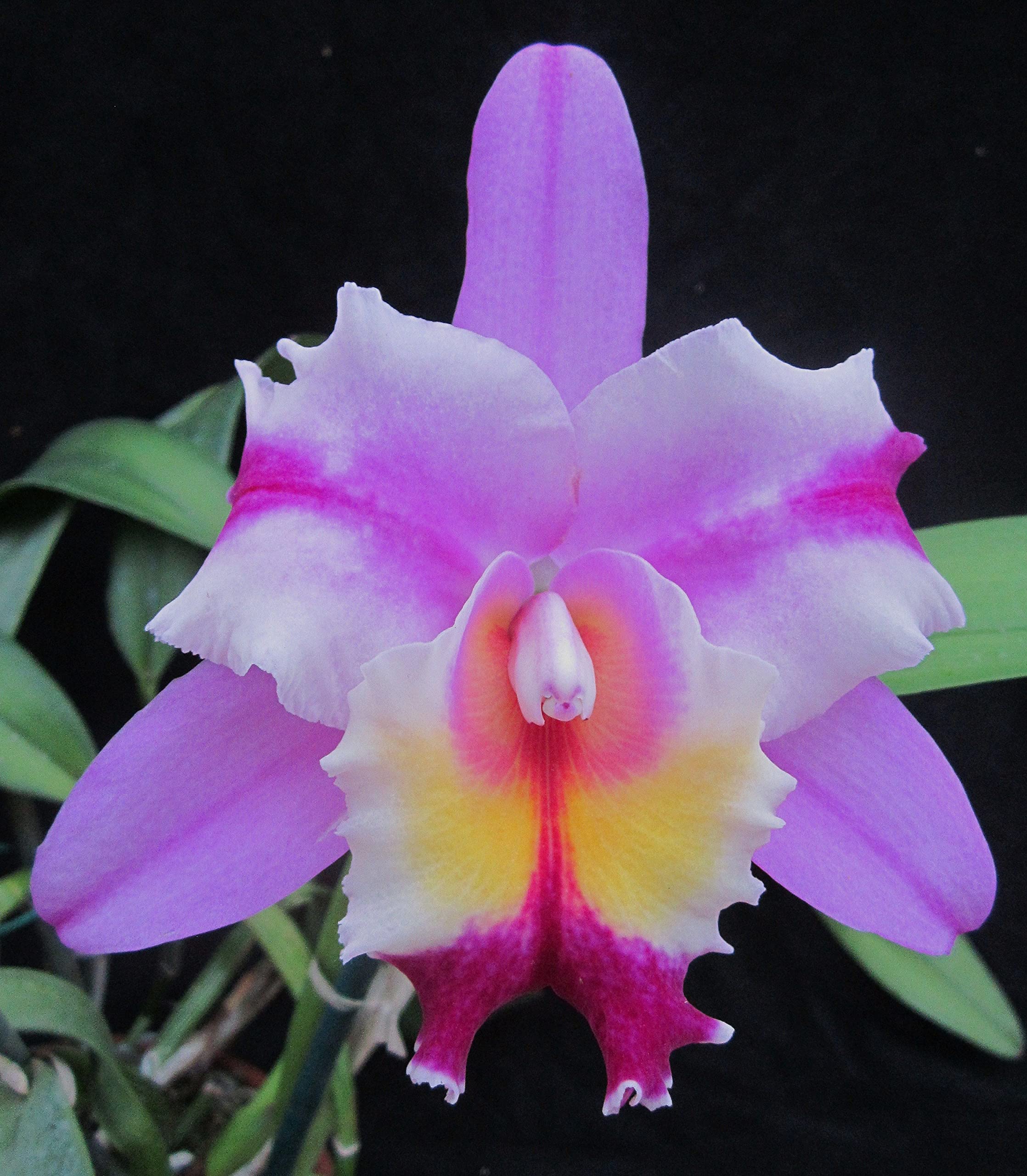 Urantex� phalaenopsis Hybrid-picture-10