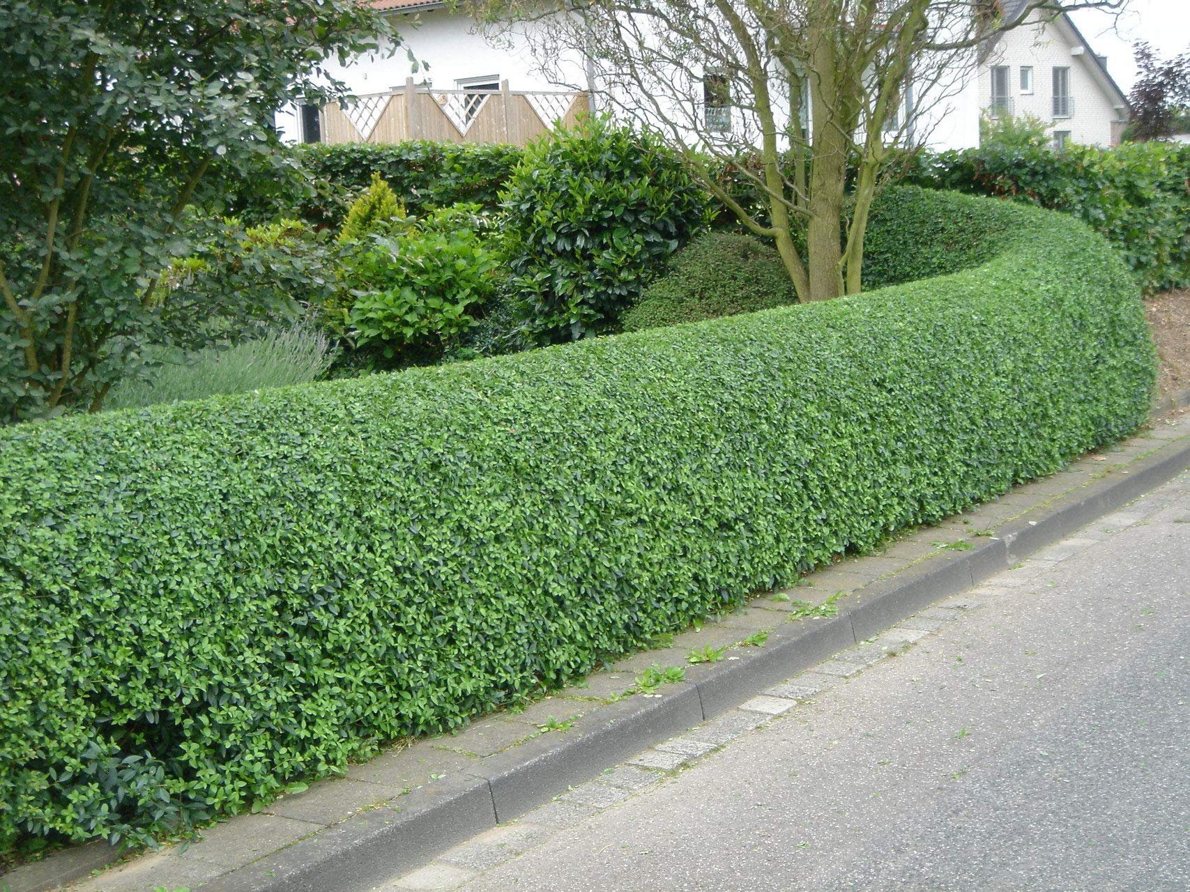 Gewhnliche Liguster -Ligustrum vulgare- 200 Samen ''Tolle Heckenpflanze''  : Amazon.de: Garten