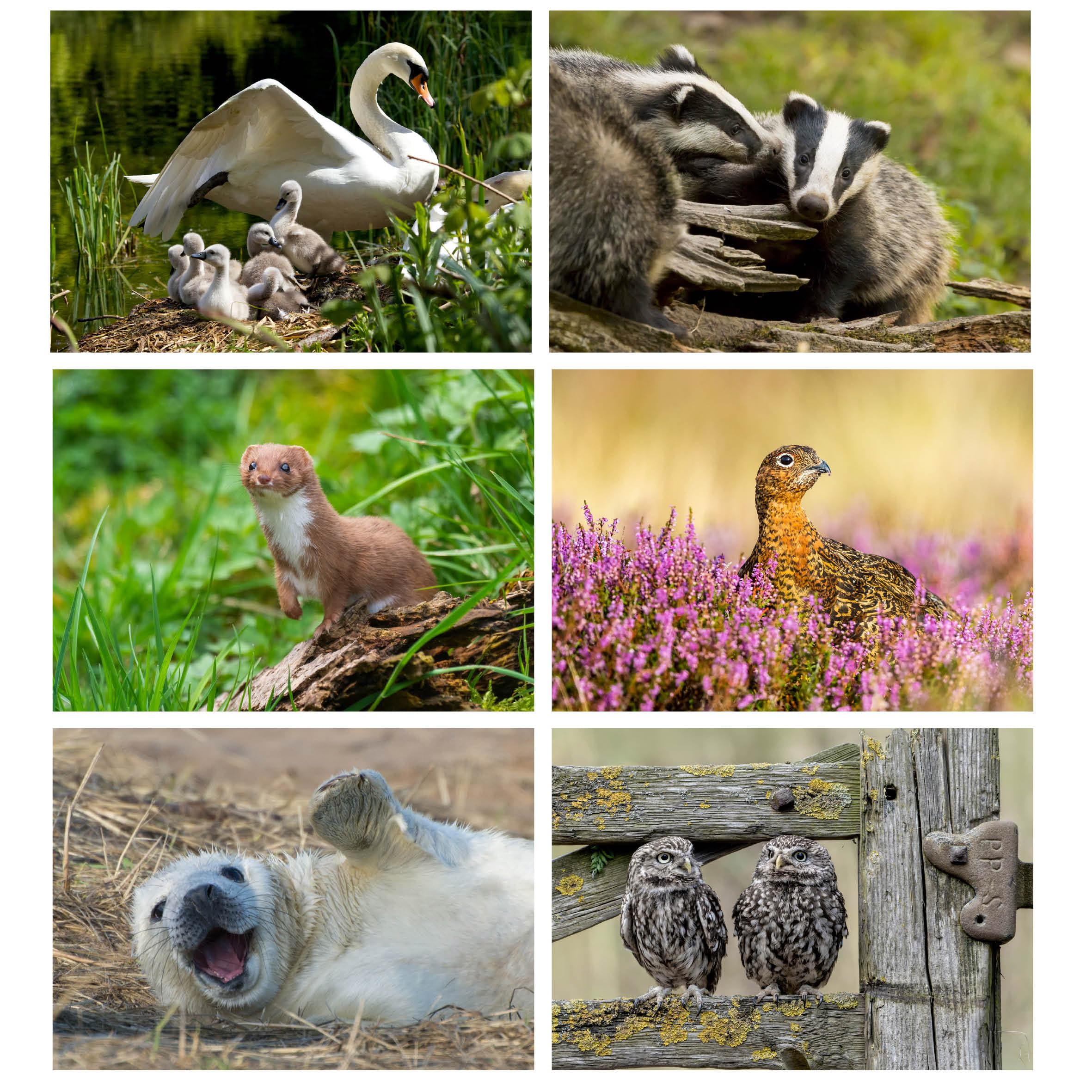 Pack of 24 British Wildlife Greeting Cards Vol 2. Blank Cards and Envelopes. Eco-friendly Cards, Envelopes and Box. Blank Inside - Image 2