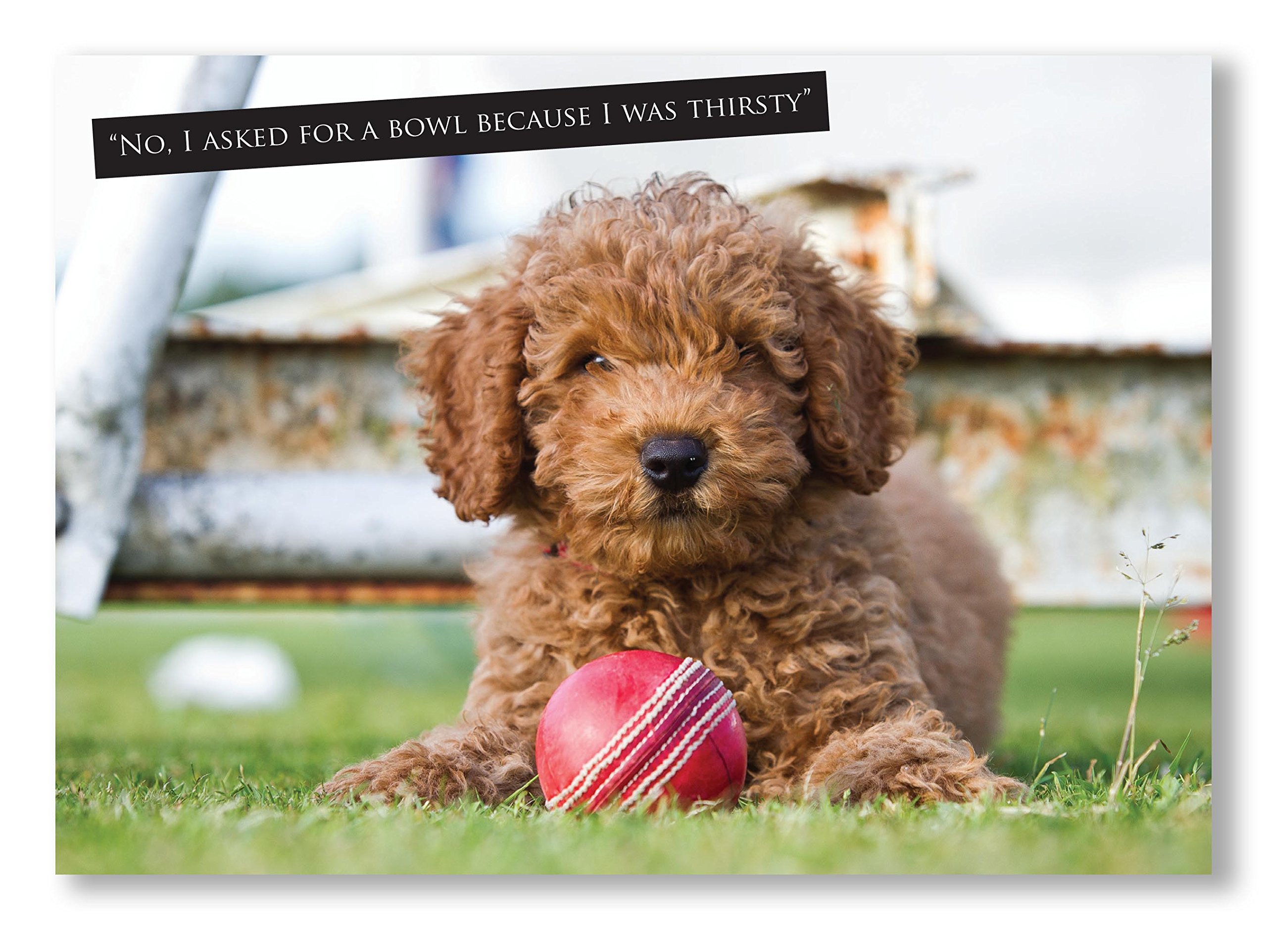 Charles Sainsbury-Plaice CardsCricket and Dog Greeting Fun cute puppy and ball themed with caption"No, I asked for bowl because I was thirsty" Large A5 size, blank inside. Photo by
