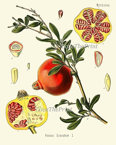 Miniatura 6 de LoveThePrint Botanical Fruit Flower Wall Art Print Set of 16 Antique Beautiful Lemon Grape Pomegranate Orange Lime Papaya Nuts Tropical Fruit Tree