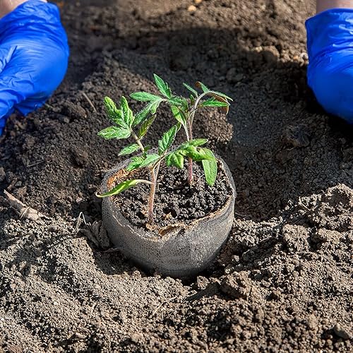 Miniatura 6 de 12 cestas de protección de raíces para plantas, canastilla y campañol de alambre para raíces de tope de acero inoxidable y malla para plantas de