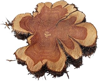 1 Large Red Cedar Wood Cookie Slab 12-15inch & and 2-3inch Thick Freash Aromatic Cut, No Finish, Live Edge Rounds Chain Saw Milled Large Amount of Colorful Heartwood for Beautiful centerpieces!