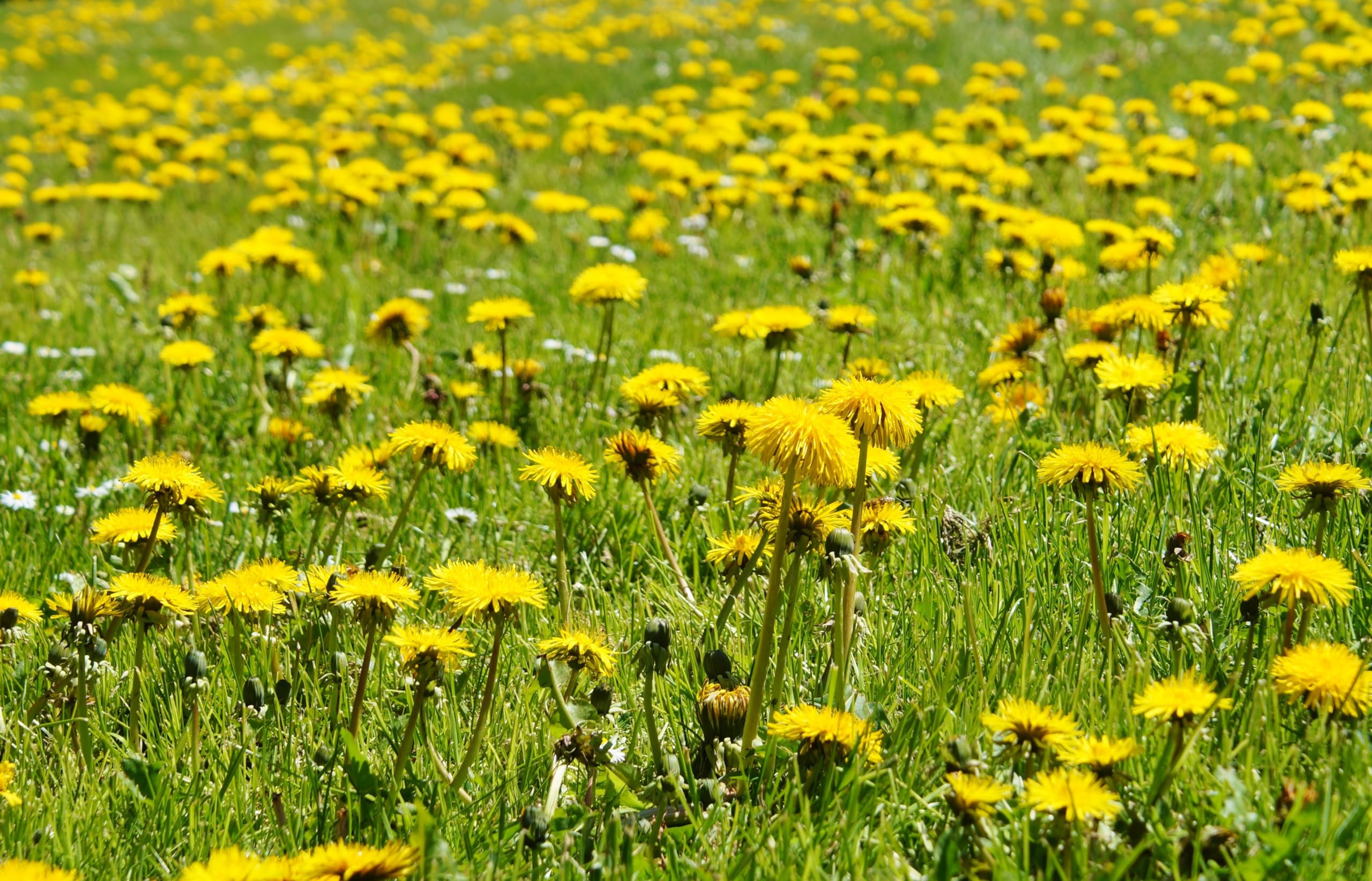 Löwenzahn (Taraxacum officinale) Samen. Pusteblume, Hasenfutter, Heilpflanze (200000 Samen = 110,0g)