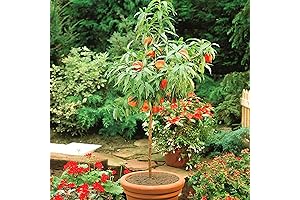 Peach Tree Seeds, GMO-Free Fruit Tree Seed for Compact Gardens and Indoor Growth - 10Pcs