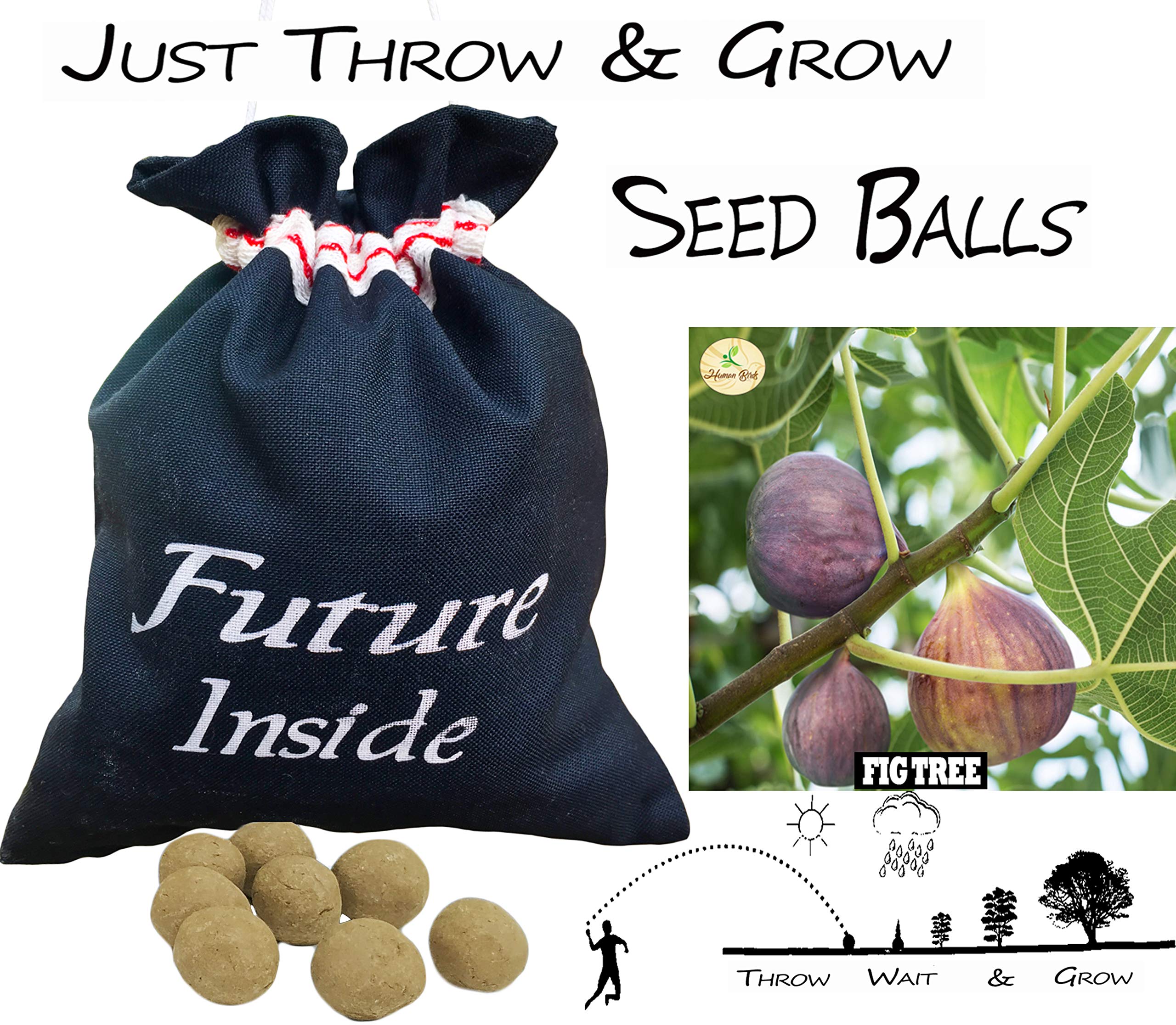 SEED BALLS Common Fig Tree, Ficus Carica Tree, Atthimaram Tree, Cluster Fig (300) (B08NYDS4DP) Amazon Price History, Amazon Price Tracker