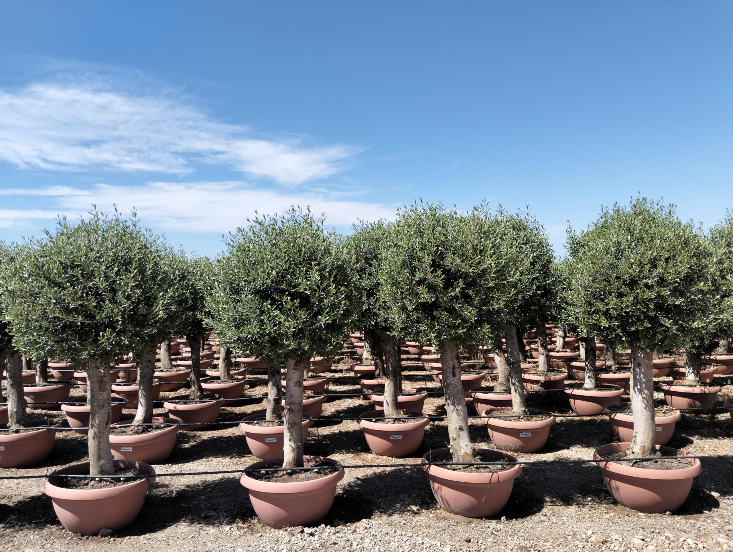 Sunny Tree - Olea Europea - Winterharte Olivenbaum - Kugelform - 190 cm im decotopf - 45 Jahre alter Olivenbaum - Fruchttragend - immergrün - Winterhart bis