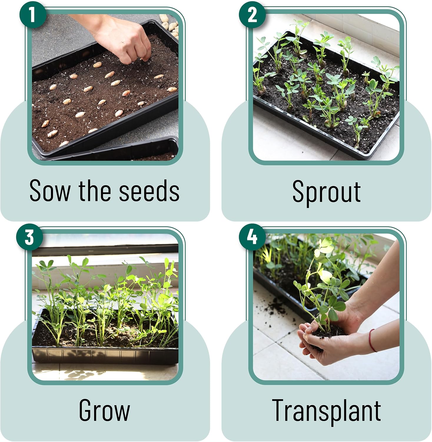 Mr. Pen- Plastic Growing Trays, 10 Pack, Black, 17”x10”, Plant Tray, Seed Tray, Seedling Tray, Propagation Tray, Plant Trays for Seedlings, Seedling Starter Trays, Microgreens Growing Trays