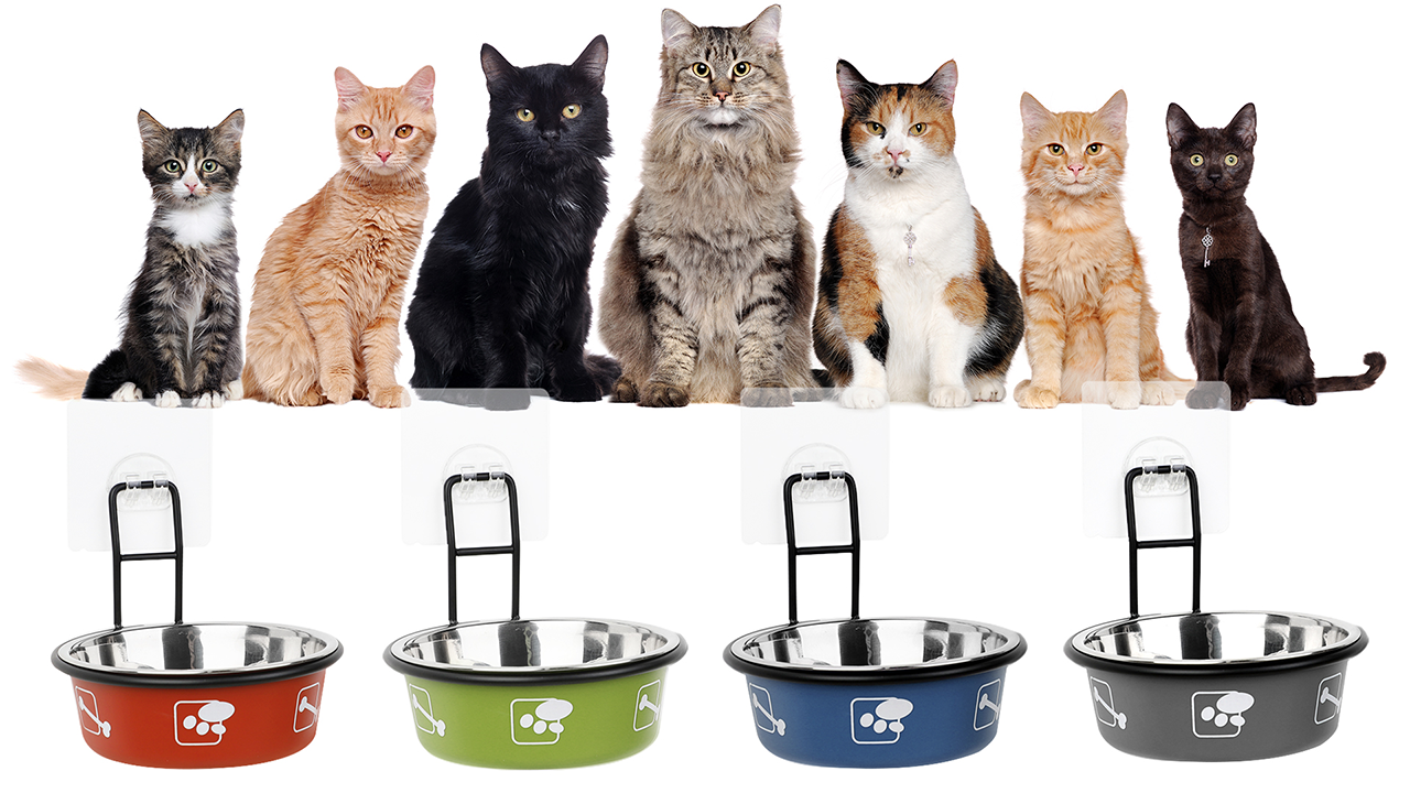 Torlam Elevated Cat Bowls, Wall Mounted Cat Food Dish, Raised Cat Food and Water Bowls, Stainless Steel Elevated Pet… - Image 7