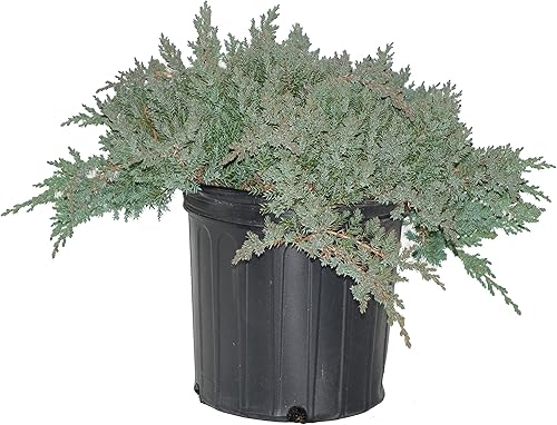 Green Promise Farms JNPN02 JNPN JUNIPERUS PROCUMBENS NANA, 2 galones