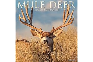 Willow Creek Press 2023 Mule Deer Wall Calendar