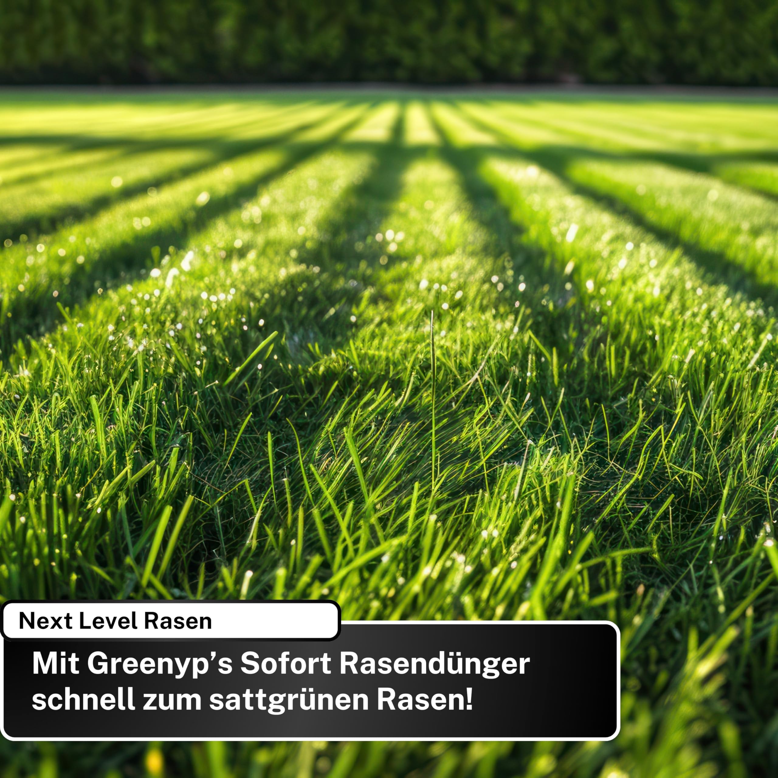 Greenyp Instant Rasendünger Frühjahr I 20kg für 800m² I mit blitzschneller Sofortwirkung für Frühjahr bis Spätsommer I verhindert Moosbildung I NPK Dünger Rasen Dünger