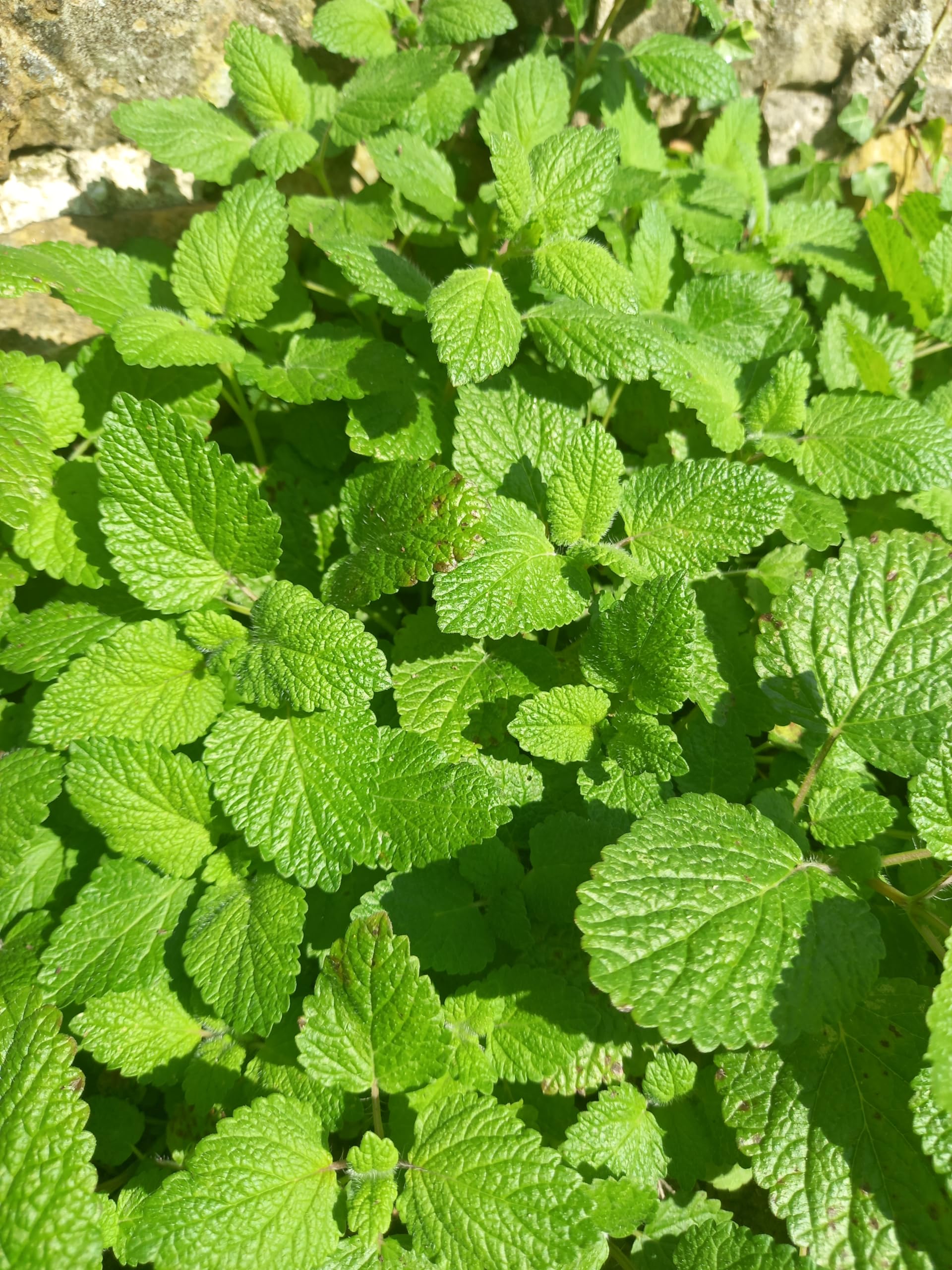 Herb Lemon Balm 3 Plug Plants, Grow Your own Veg, Garden Ready