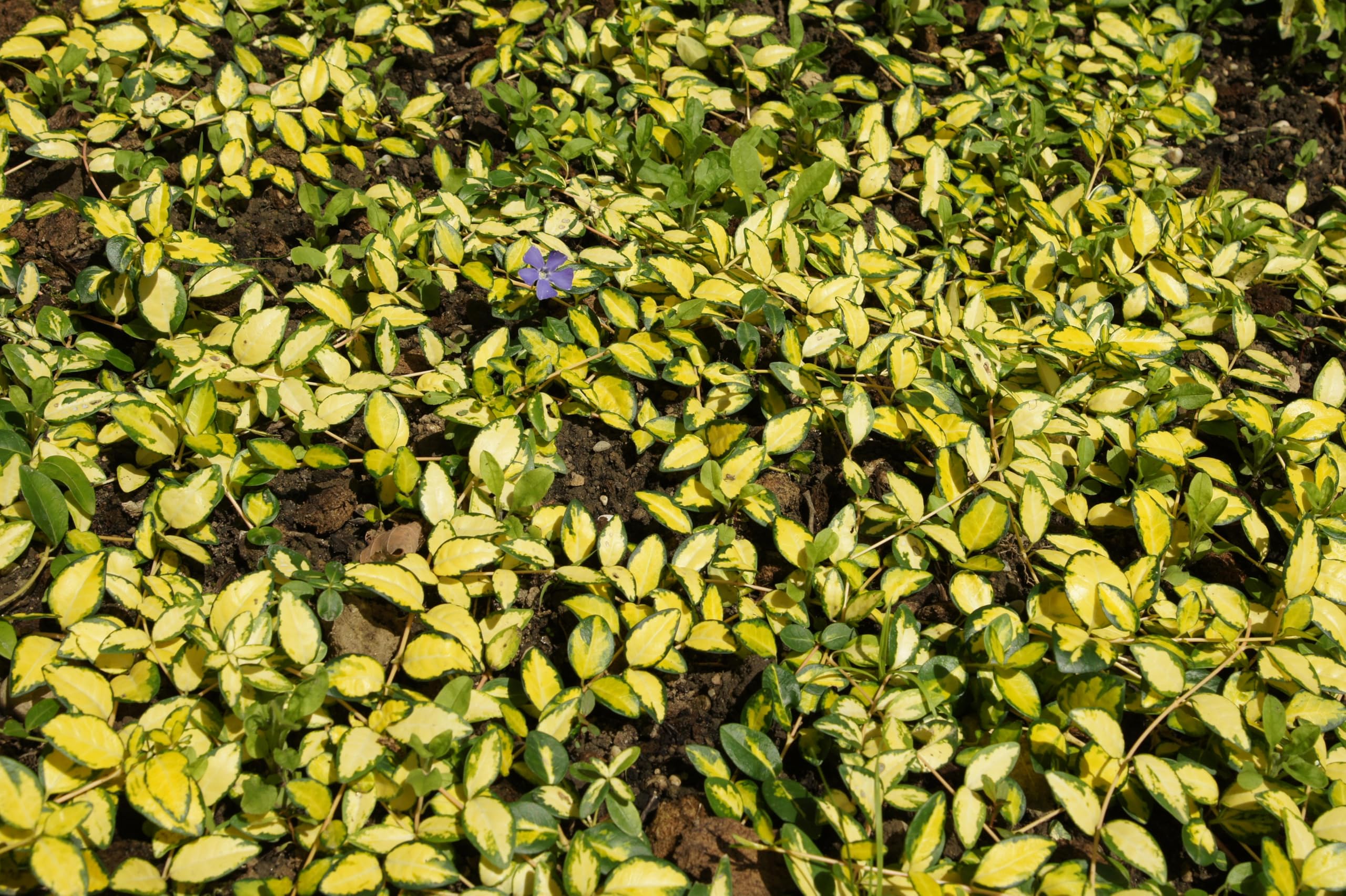 Stauden Gänge 10 x Vinca minor 'Imagine' Buntes Blaues Kleines Immergrün
