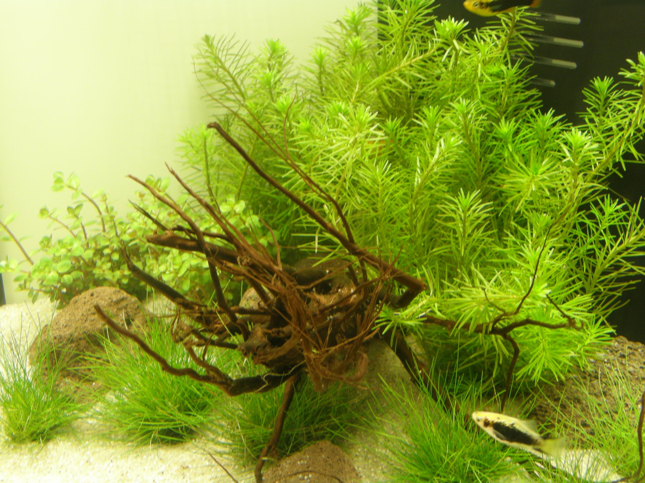 Nano IV, Set Aquarium 30-40 l Pflanzen, Kies, Deko