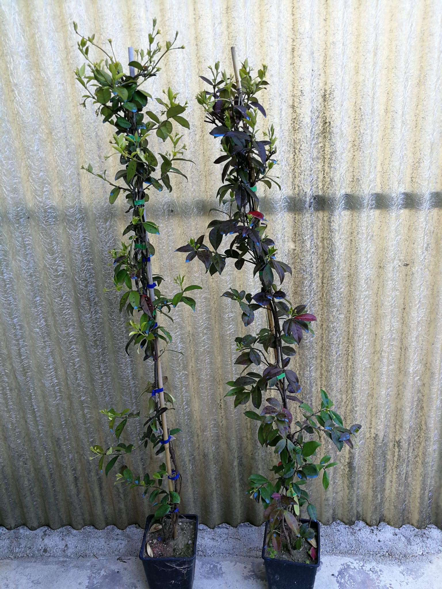 Gelsomino Rhyncospermum, falso gelsomino, vs18 quadrato, fiore bianco profumato