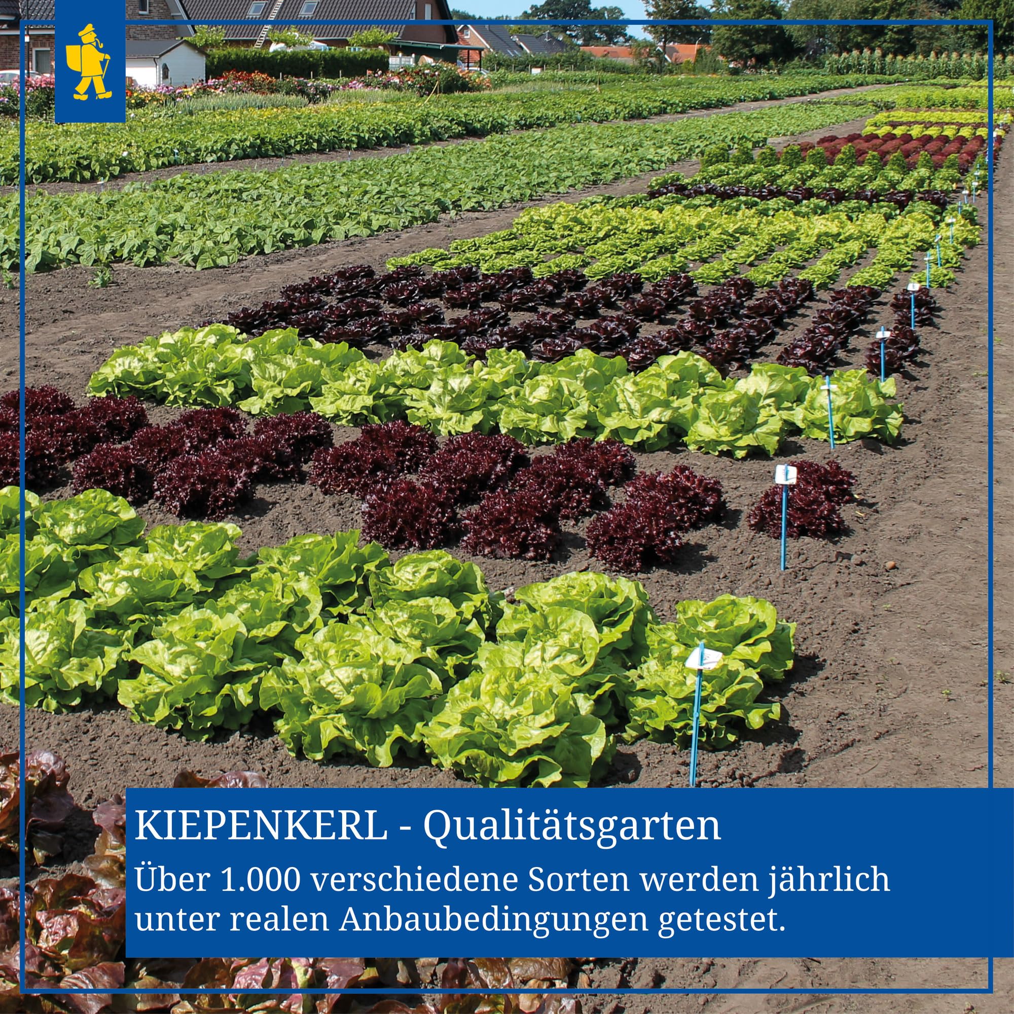 Kiepenkerl Nasiona Papryki Neusiedler Ideal 376 - Wysoko wydajne nasiona papryki jadalnej z grubymi owocami, bogate w witaminy i aromatyczne - Materiał siewny na 20 roślin