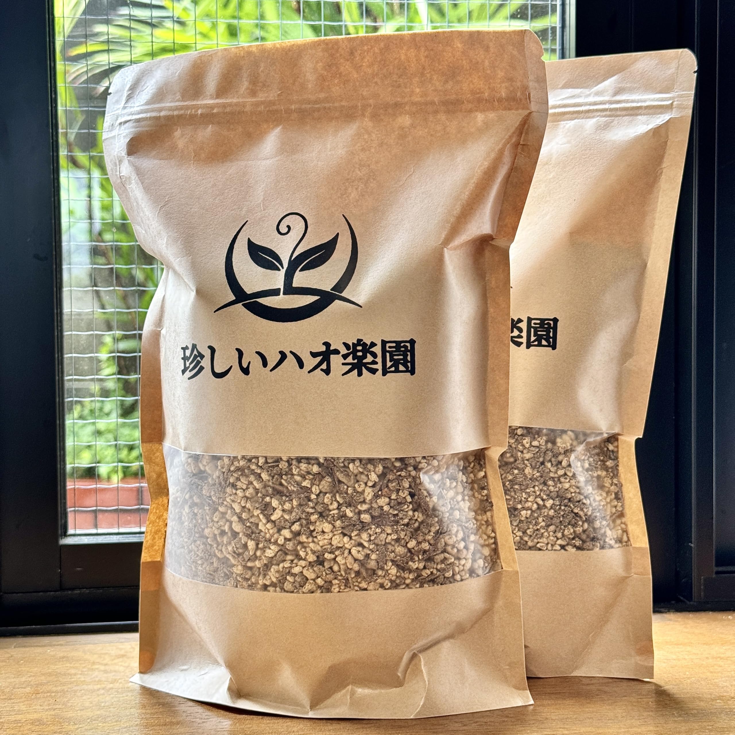 観葉植物 珍しいハオ楽園 煌 コンコレ実生錦 H2015