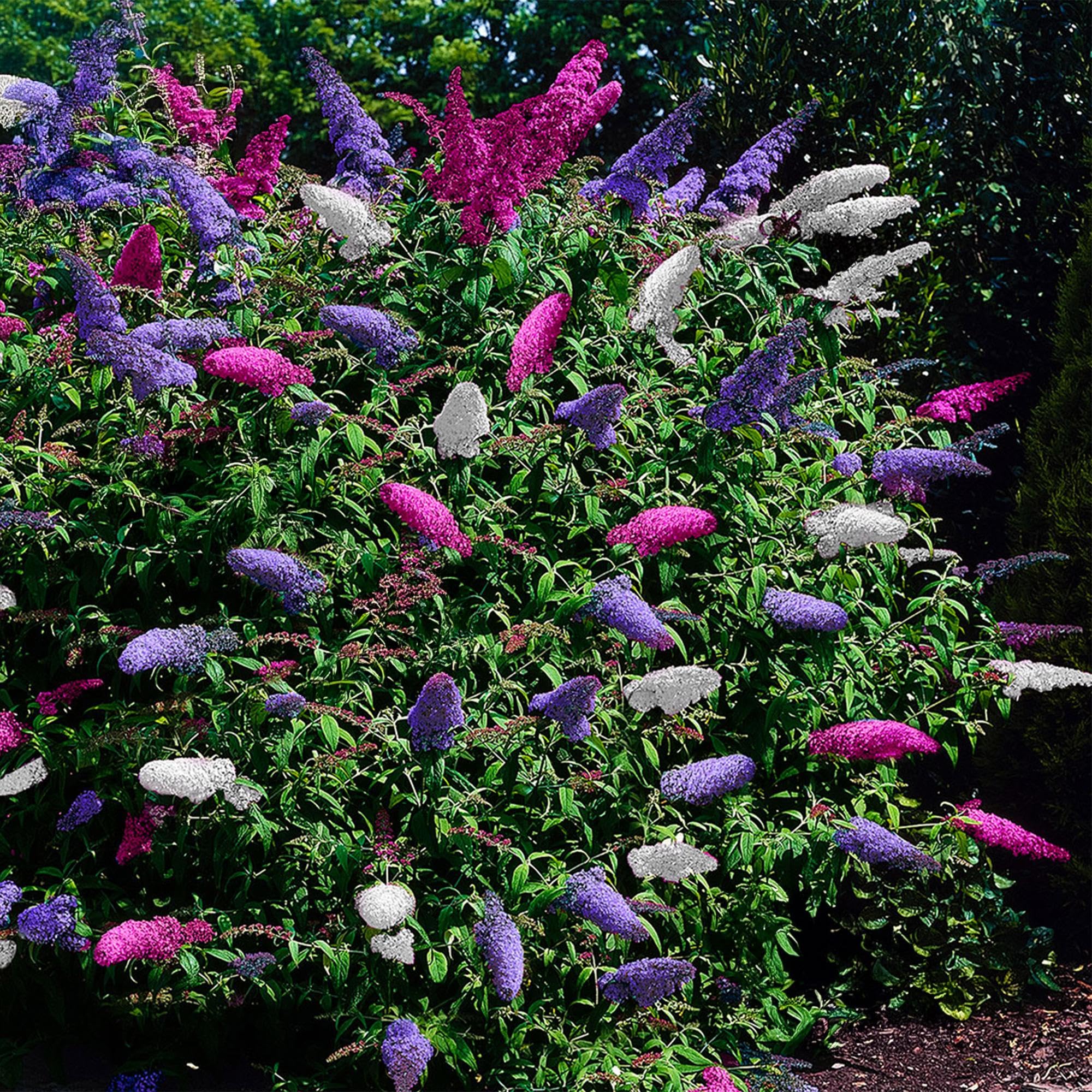 Schmetterlingsstrauch Buddleja davidii Tricolour – Blüten Rosa, Weiß & 17 | bienen, und Schmetterlingsfreundlich, pflegeleicht 1, lange Blütezeit