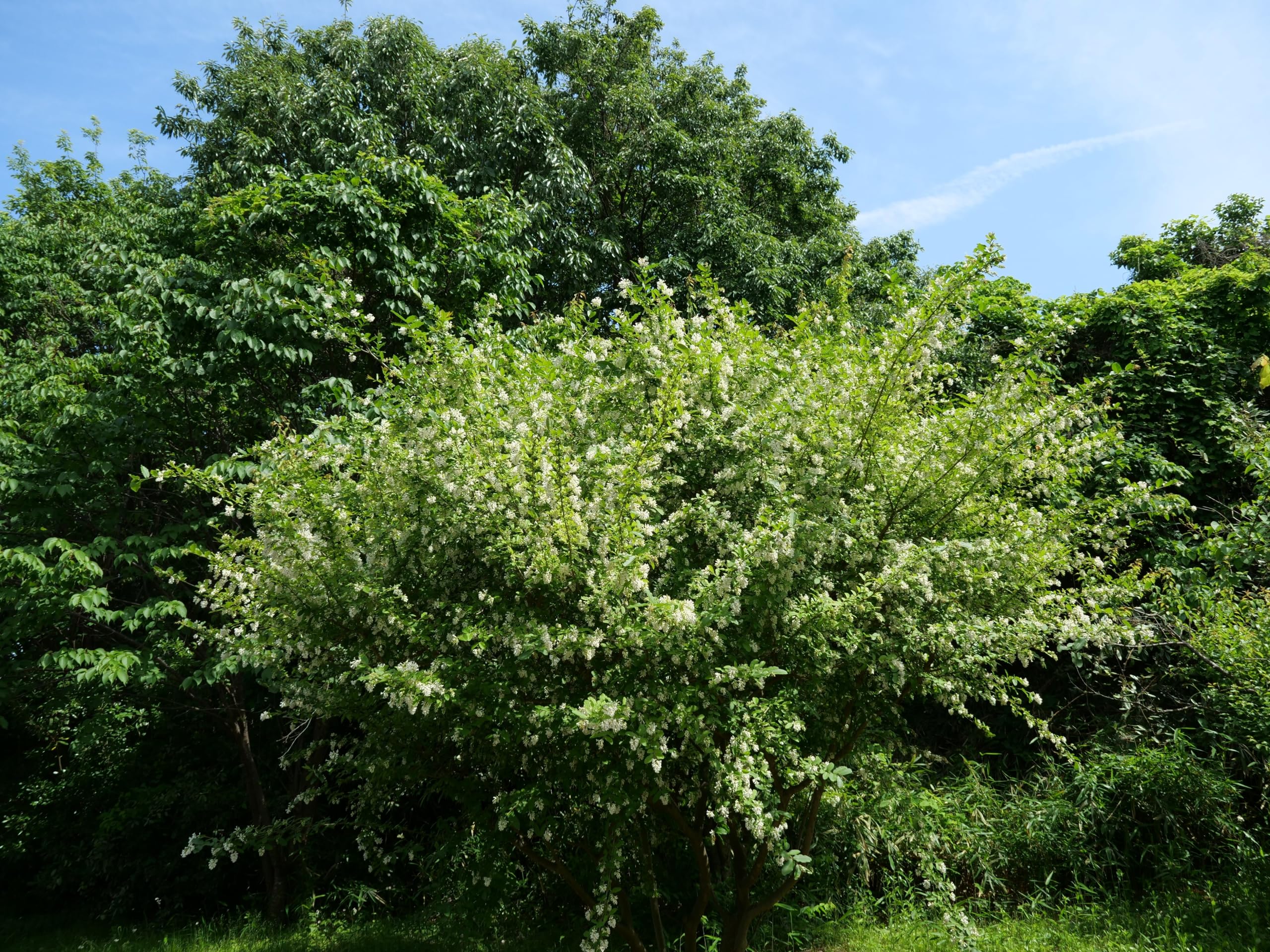 Stauden Gnge 100 x Ligustrum obtusifolium var. regelianum  (Gehlz/Heckenpflanze/Winterhart/Mehrjhrig) Buschiger Liguster -  Pflegeleicht, robust und immer stilvoll - Hitze vertrglich : Amazon.de:  Garten