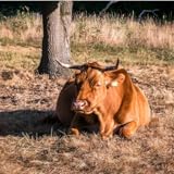 rovena stefa bini o ju tupana Various difficulty levels Rovena