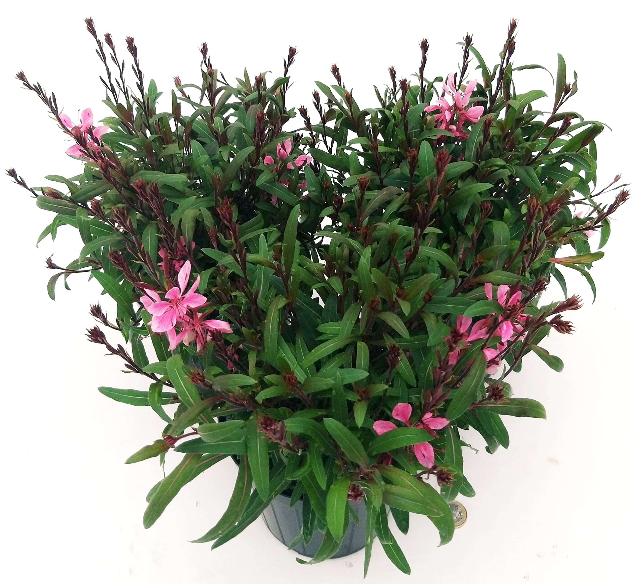 POWERS TO FLOWERS - GAURA 3 PIANTE, VASO 14CM DIAMETRO, Piante vere