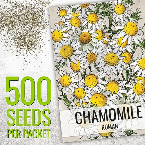 Miniatura 2 de Seed Needs, Colección de paquetes de semillas de manzanilla (semillas de manzanilla romanaalemana para plantar), reliquia, sin OMG y sin tratar