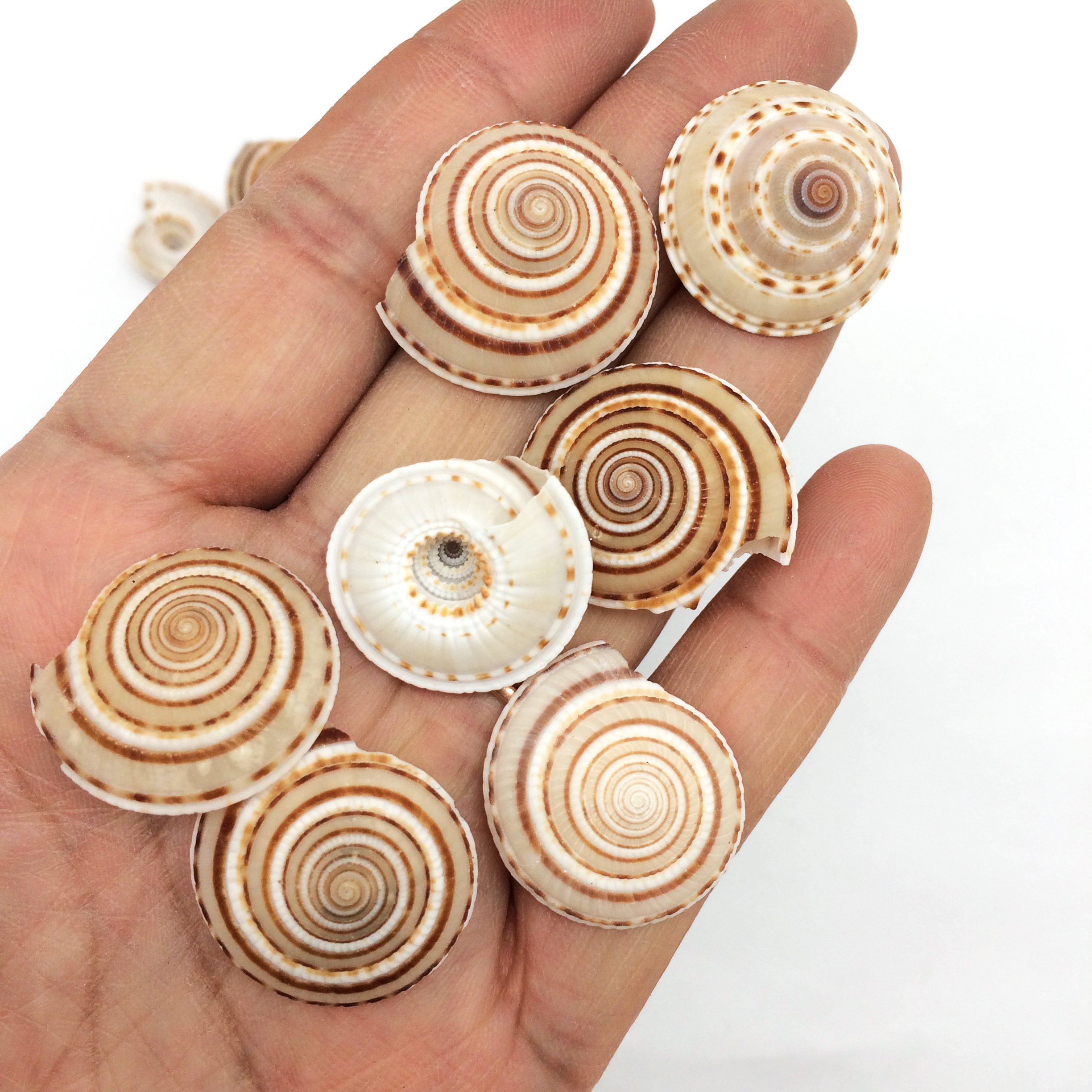 PEPPERLONELY 20 PC Natural Tiny Sundial Sea Shells, 3/4 Inch ~ 1-1/4 Inch