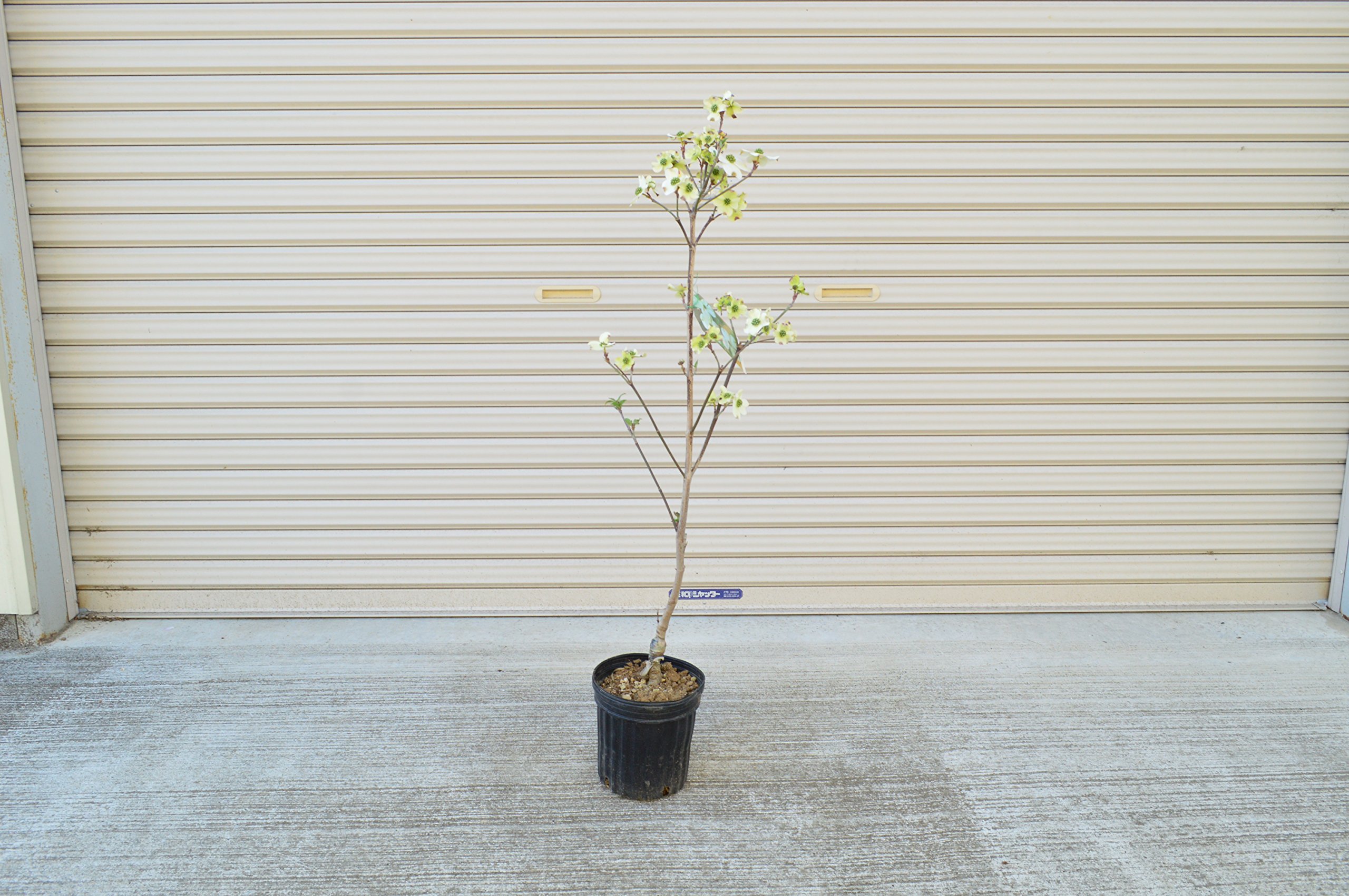 Amazon.co.jp: ハナミズキ 白色の花 クラウドナイン : DIY・工具・ガーデン