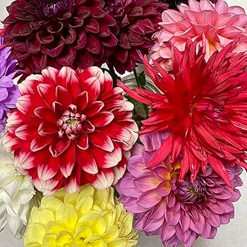 Amazon.co.jp: ダリア 球根 お楽しみセット 祝杯 ポートライトペア