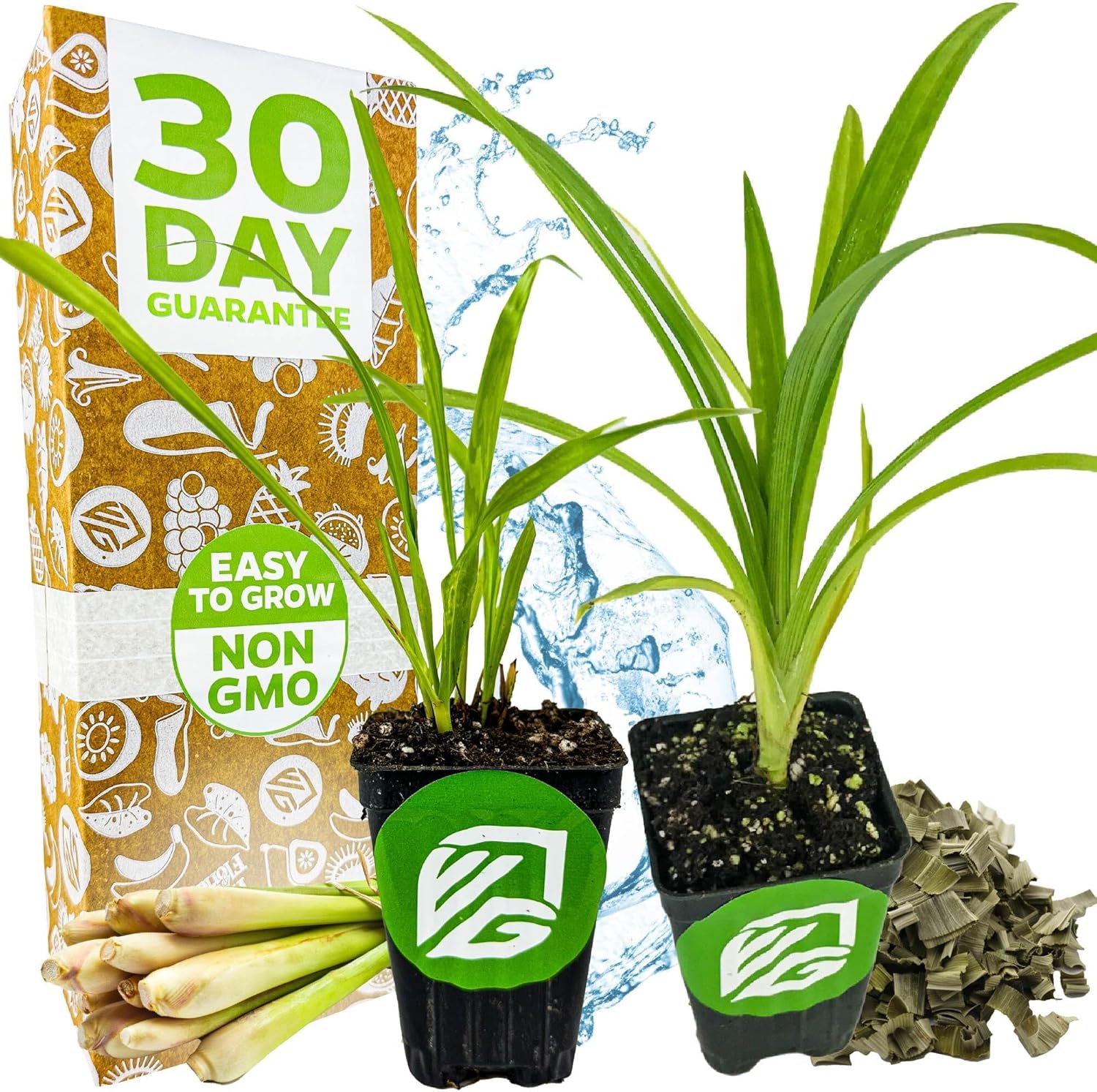 Lemon Grass (Cymbopogon Citratus) and Pandan (Pandanus Amaryllifolius) Live Plant - Wellspring Gardens Starter Plant - Indoor and Outdoor Planting - Aromatic Fragrance Leaves for Food Flavouring