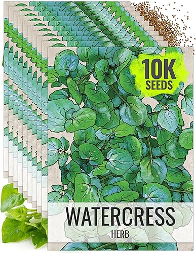 Miniatura 9 de Seed Needs True Waterberros semillas de hierba para plantar Nasturtium officinale paquete doble de 500 semillas cada una reliquia sin OMG y sin