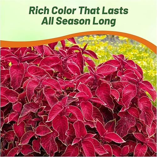 Miniatura 6 de Outsidepride Wizard Velvet Red Coleus Semillas para plantar  200 piezas anuales, compactas y fáciles de cultivar, semillas de flores con follaje