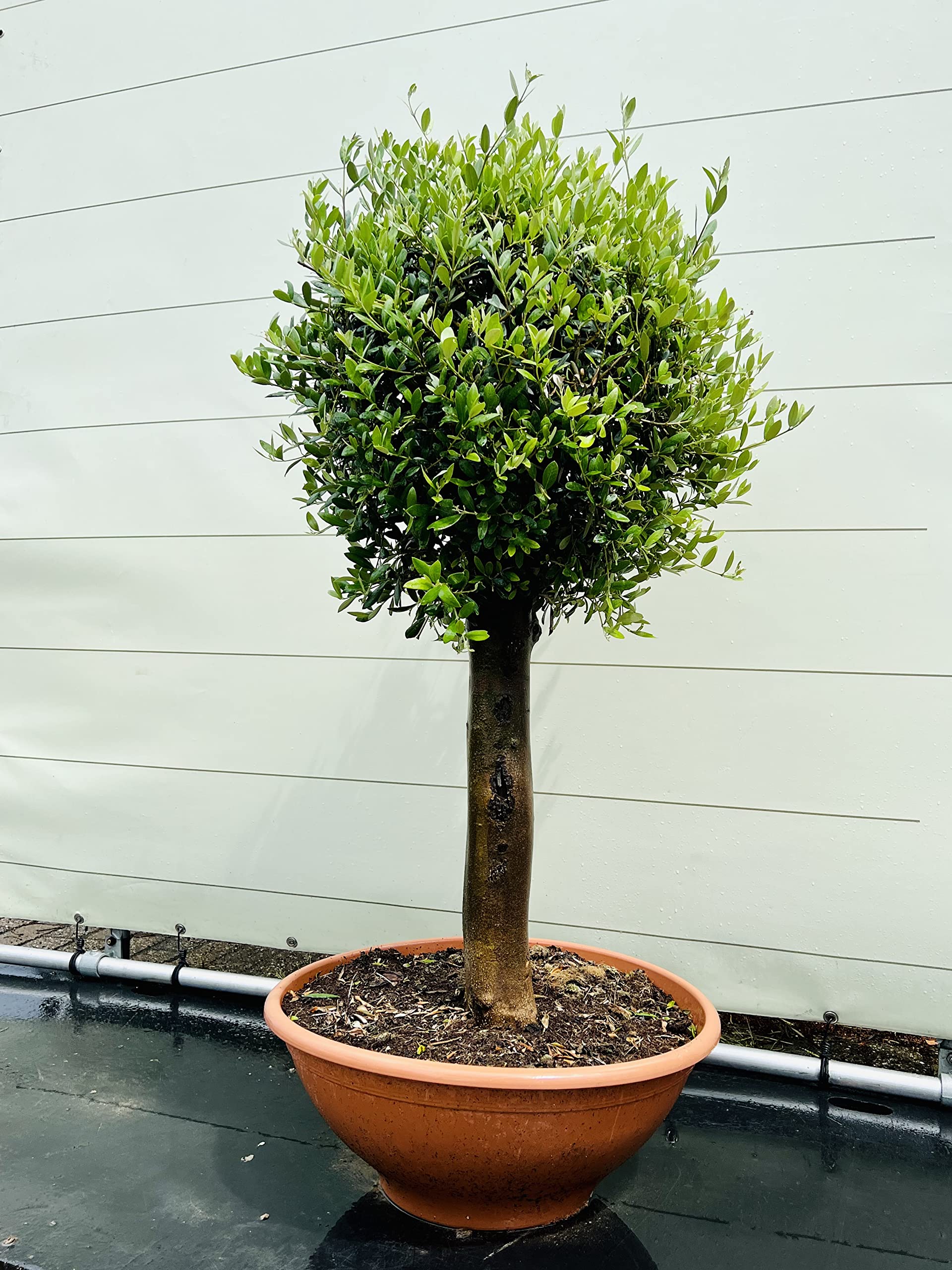 rhododendron erde ohne torf Torffreie NeudoHum Rhododendron & Hortensien Erde  Fr starke Blten   Neudorff Shop