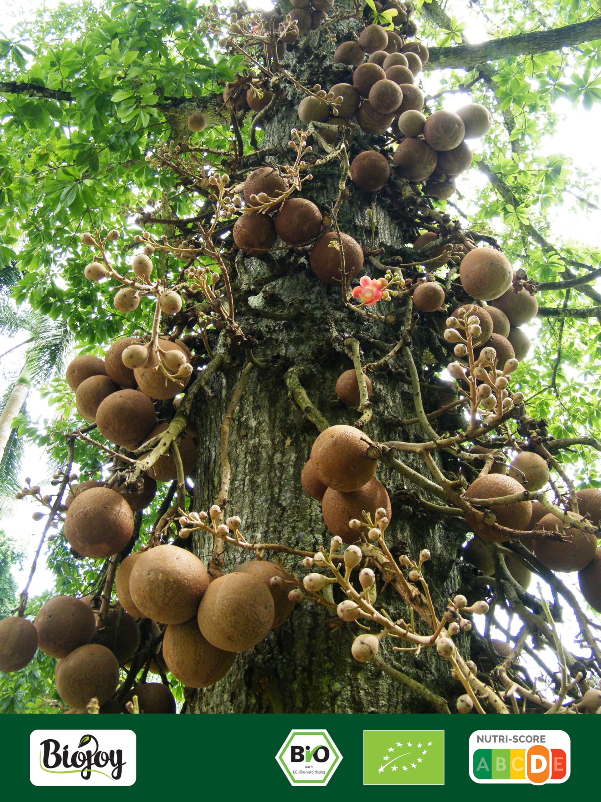 Biojoy Nueces de Brasil peladas Ecológicas (1 kg), crudas y sin sal