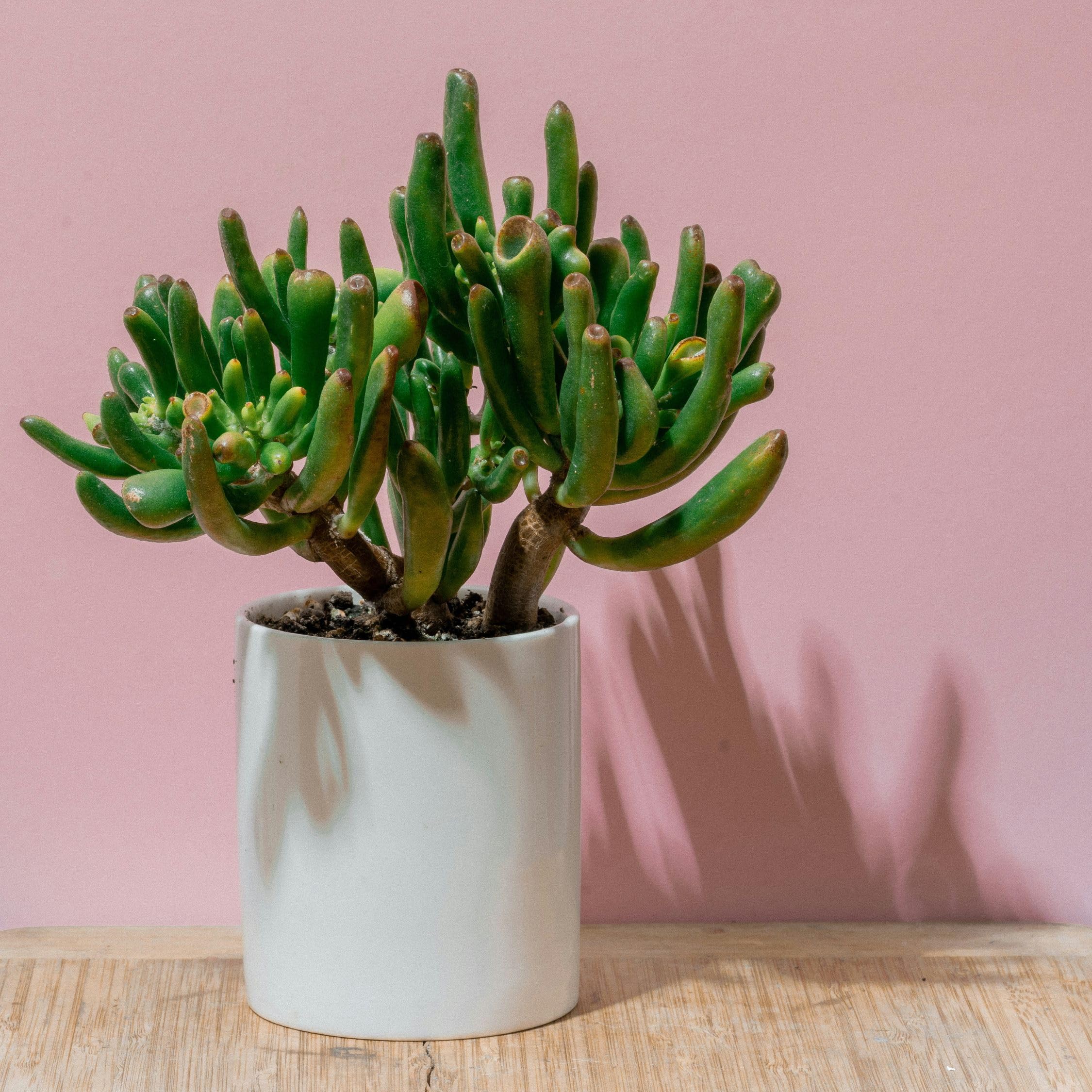 Plant in a Box - Pianta di Giada - Crassula ovata 'Hobbit' - Alt. 45-50cm - Vaso 23cm - Da interno - Succulenta - Verde