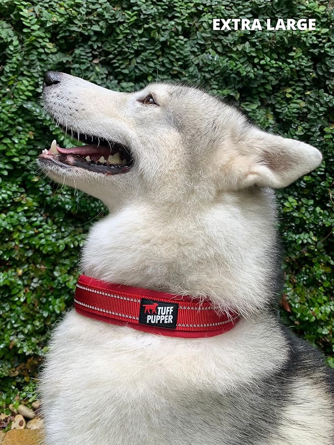 Collar para perro acolchado con neopreno y cinta balística miniatura 8