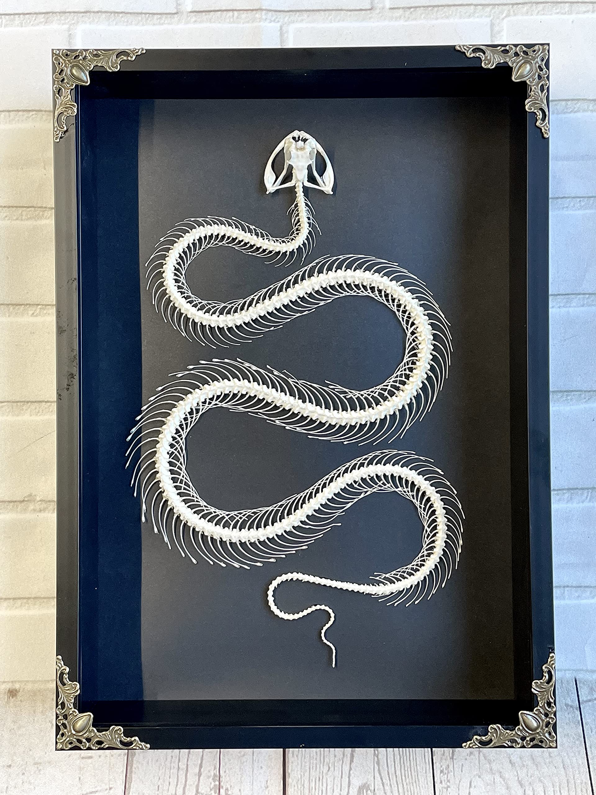 Butterfly Man Asian Lancehead Viper (Trimeresurus albolabris) Snake Skeleton | Baroque Style Deep Shadow Box Display | Genuine Specimen | Frame Size 31x22x6cm