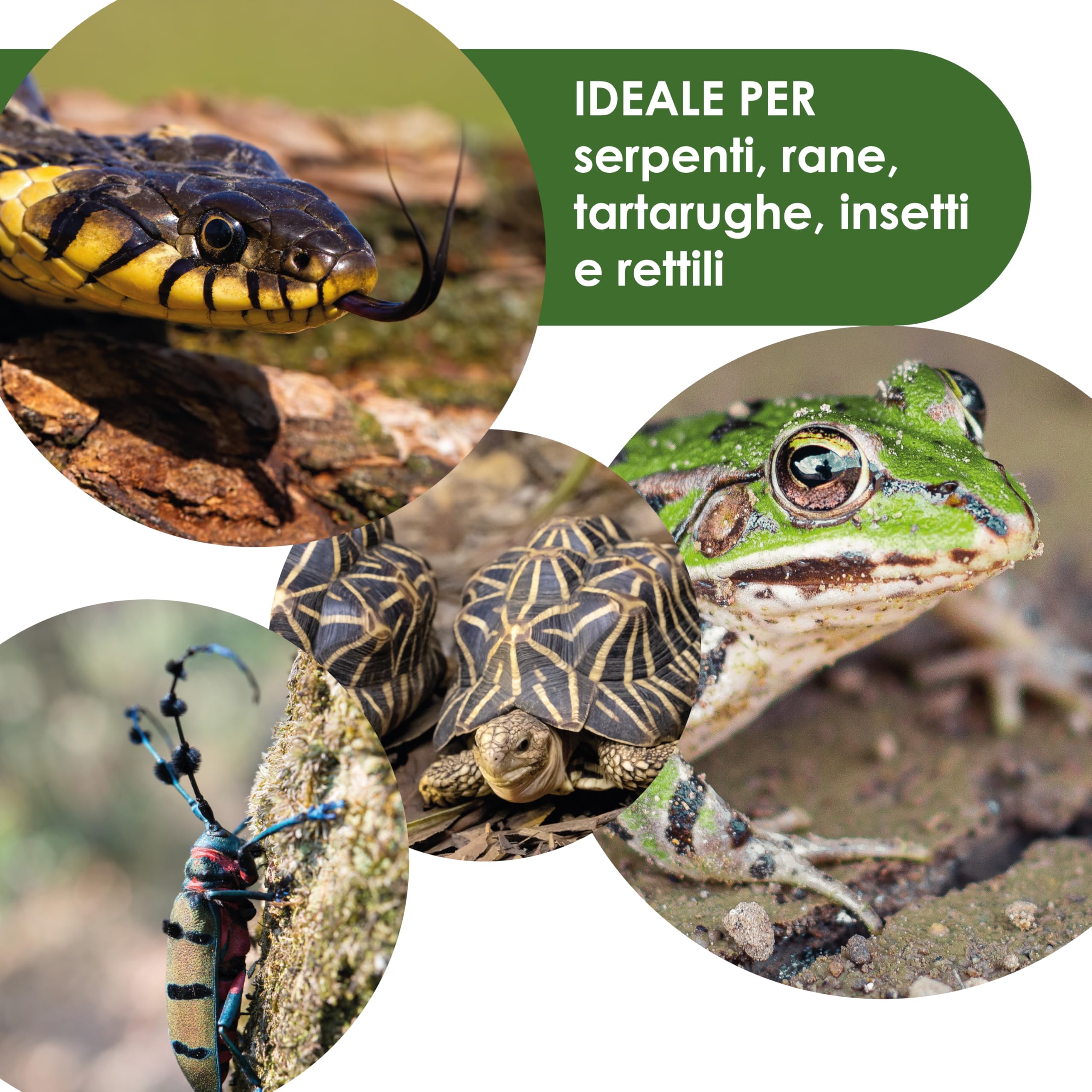 AGRI-CULTURA® | Substrato in Corteccia di Pino Bark per Rettili【20 L】 | Corteccia di Pino Francese 100% Naturale | Ideale per Terrari di Tartarughe di Terra, Serpenti, Rane, Insetti e Rettili.
