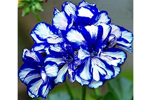 Purple Geranium Blooms Add Majestic Grandeur To Any Garden