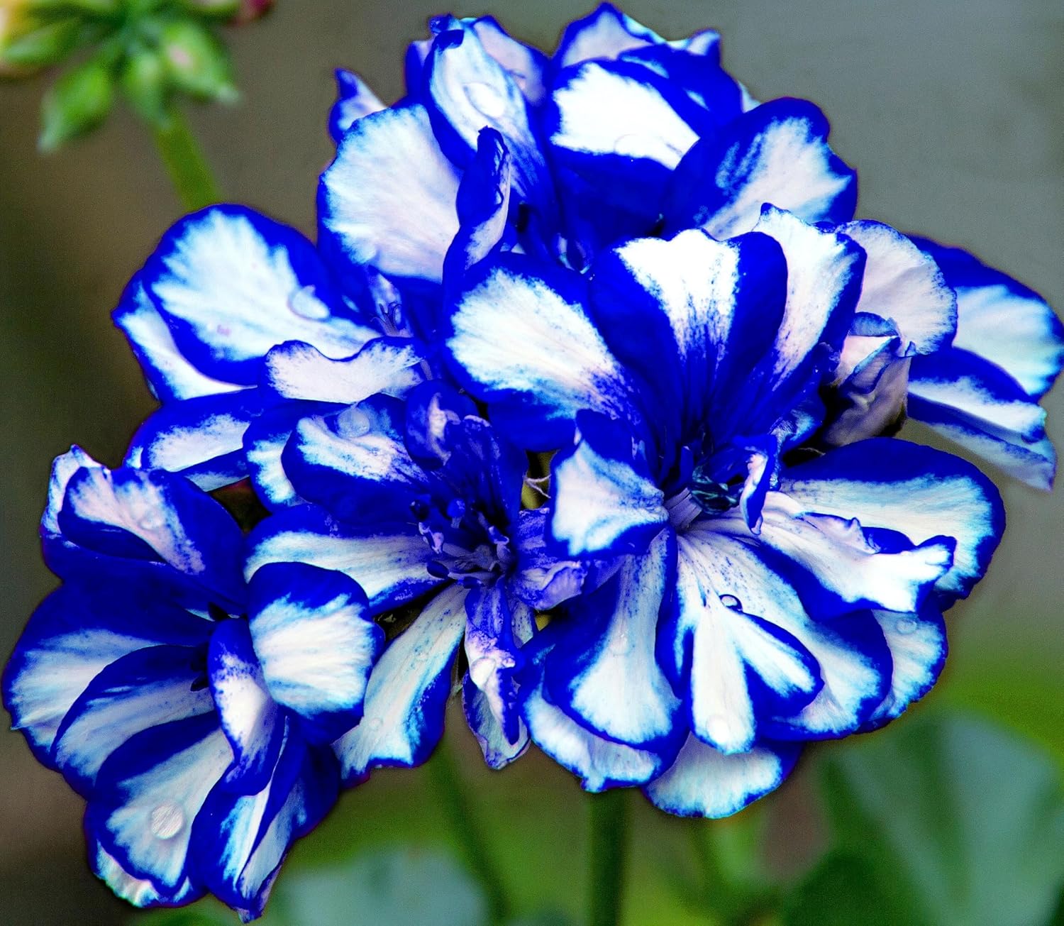 Amazon.com : 25 Pcs Purple Geranium Seeds - Large Perennial Heirloom ...