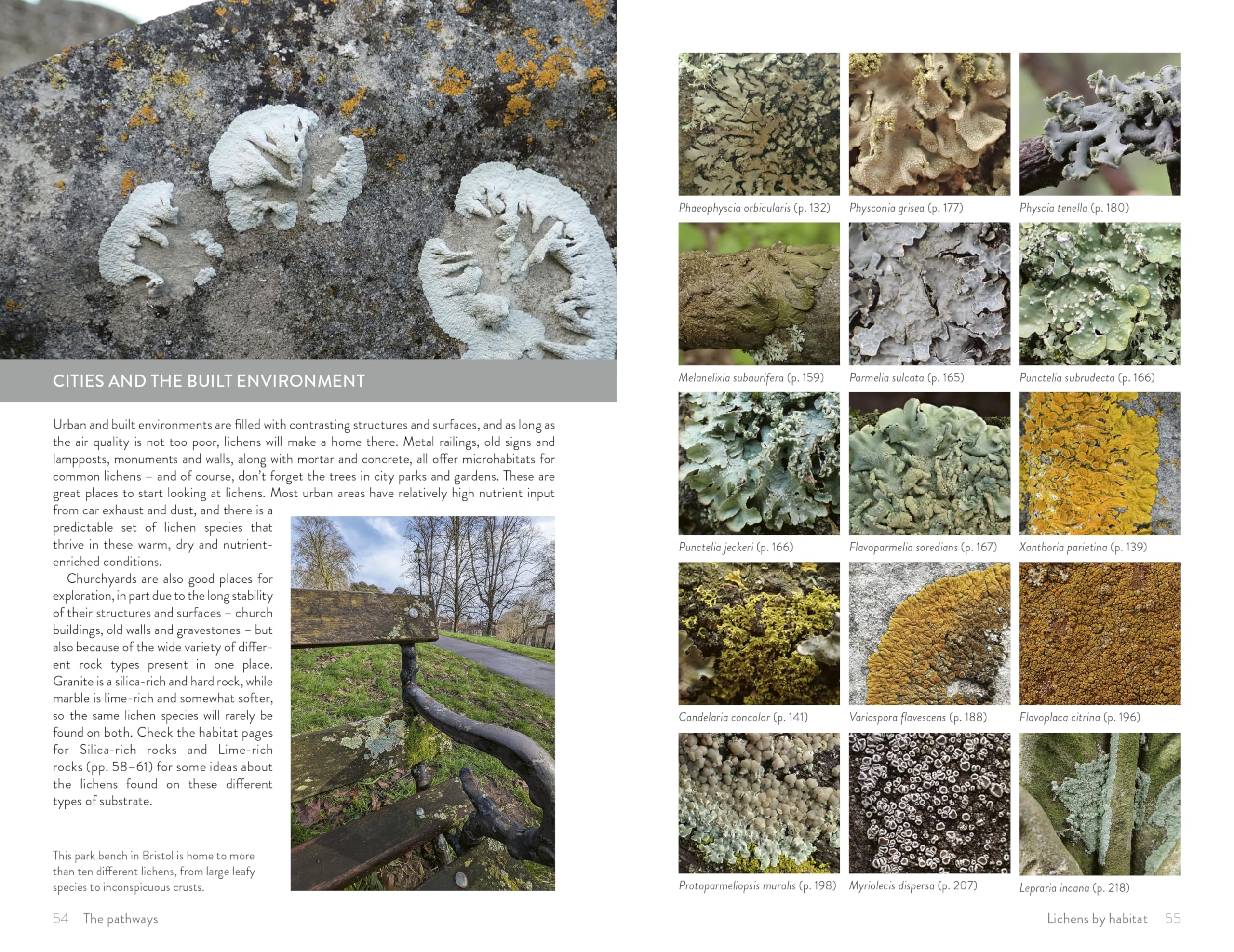Lichens of Britain and Ireland: An Introductory Guide