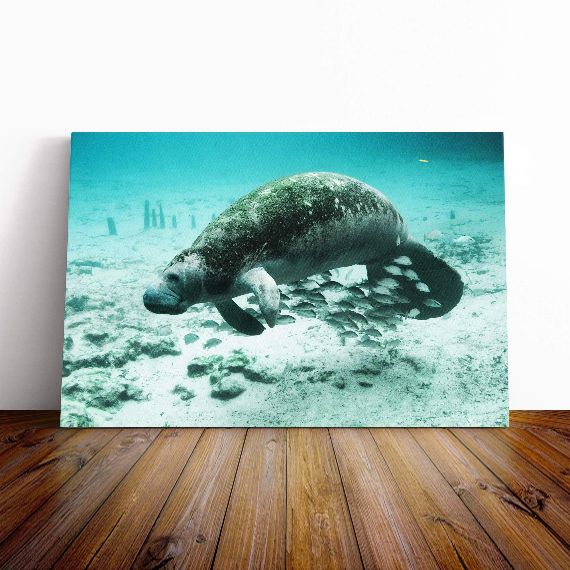 Manatee Canvas Print | Gallery Wrapped 30mm Frame Wall Art | 20x14 inches | Ready to Hang | Modern Picture | Living Room Bedroom Lounge Office
