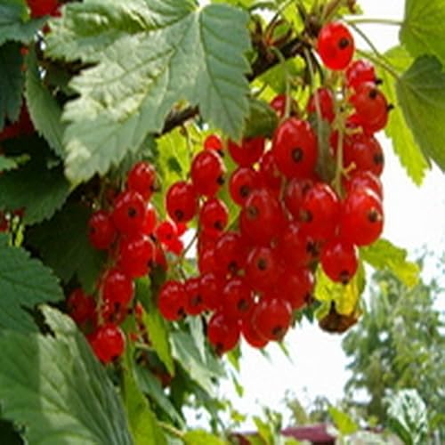 Fresh Tomato Pizza with Pesto - //medicalbooks.filipinodoctors.org
