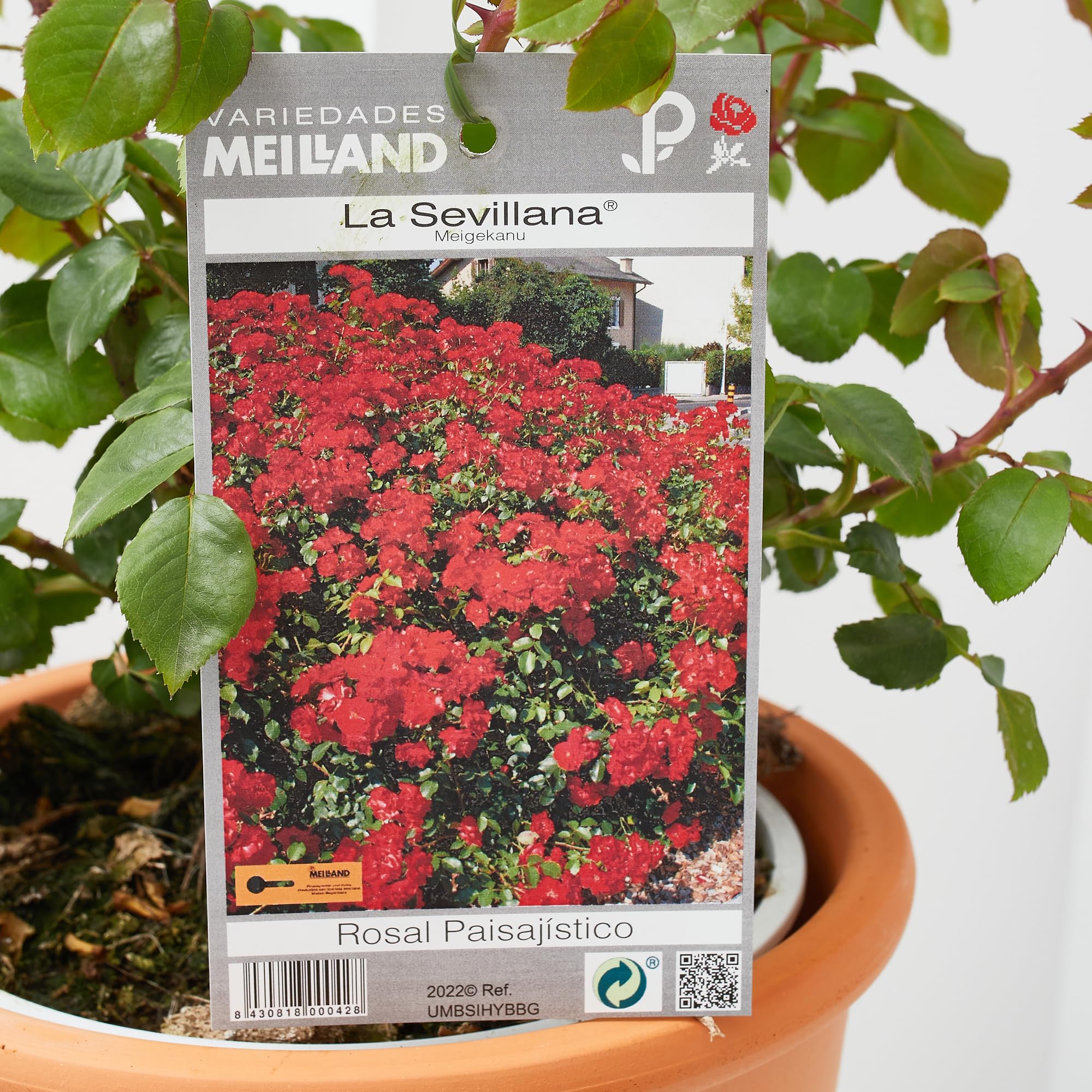 Verdecora Rosal Sevillana en maceta de 3L | Rosa Sevillana | Arbusto de Exterior con Flores Rojas Intensas y Prolongada Floración | Ideal para Jardines, Bordes y Macizos Florales