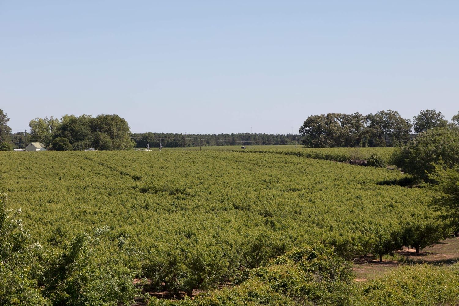 24 x 36 Giclee print of Sea of peach trees in a vast